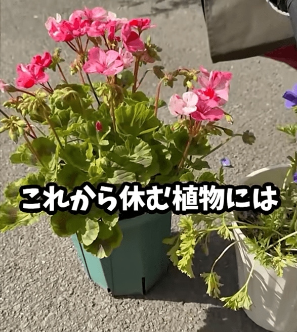 これから休む植物には与えない