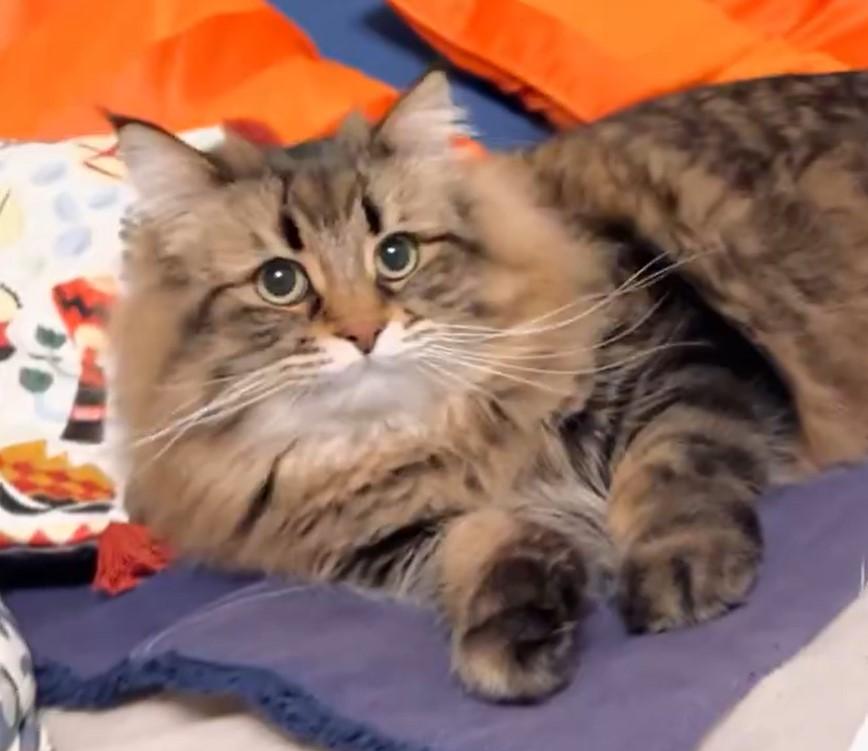 リラックスしていた猫