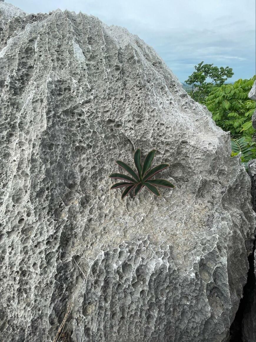 タイで目撃されたこんにゃく