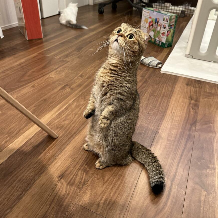 立ち上がる猫