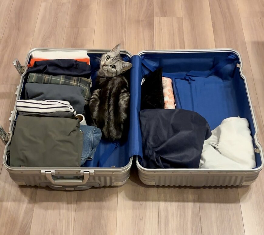 キャリーケースの中の猫