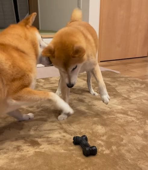 おもちゃで遊ぶ2匹の柴犬