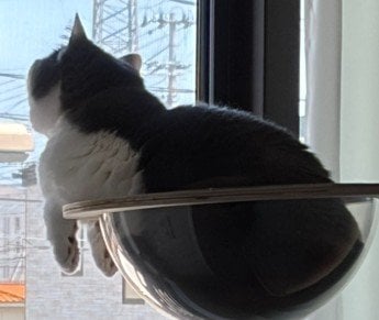 前足のはみ出し方がかわいいですね