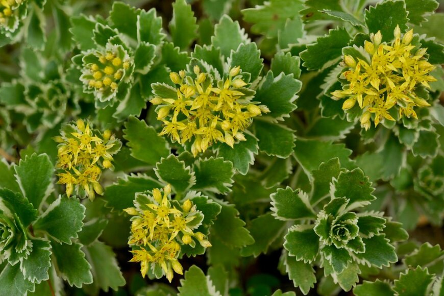 セダムの花。花の色は柔らかい黄色。