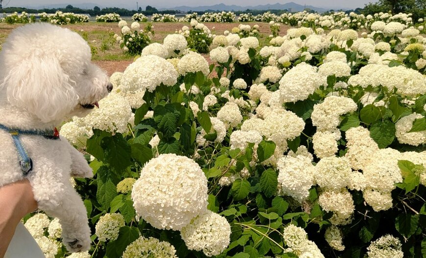 白いアジサイを眺めるワンちゃん