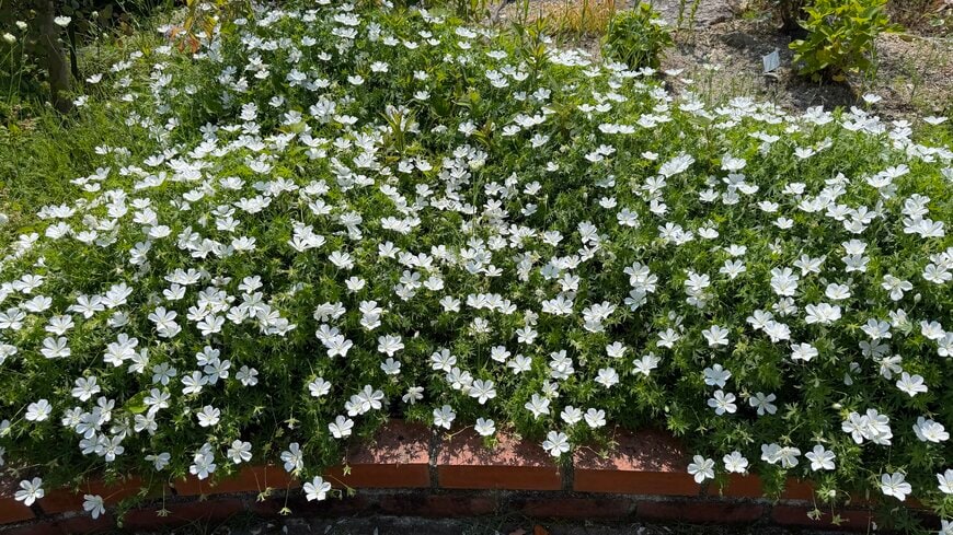 植えっぱなし20年。わが家の花壇で満開のフウロソウ（ゲラニウム）