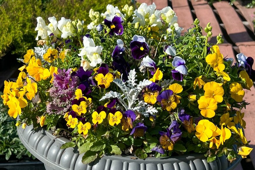 ビオラやシロタエギクなど色とりどりの植物が植えられた寄せ植え