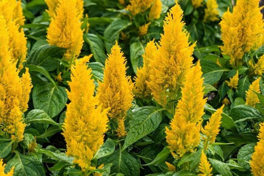 ふわふわとした黄色い花を咲かせているケイトウ