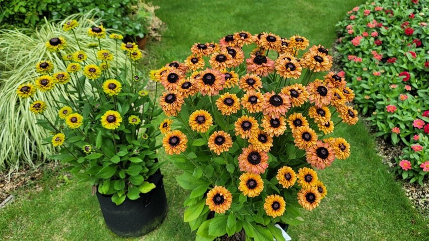 左は春に植えたもの、右は秋に植えたもの。ルドベキアでもこれだけ差が出ます