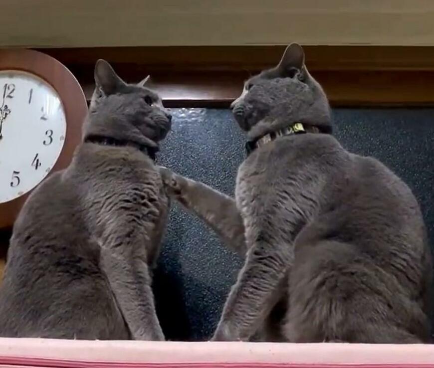 動きを止める猫