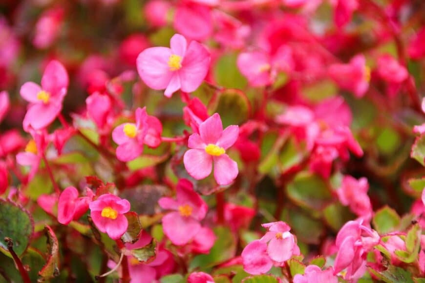 鮮やかなピンクのベゴニアの花々