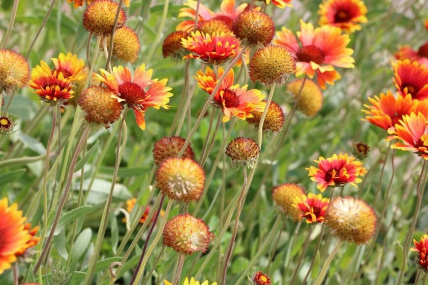 ガイラルディアのオレンジ色の花と丸い実