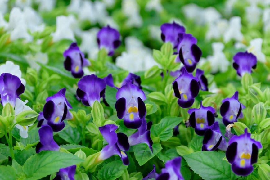 トレニアの花。色は青紫と白のツートンカラー