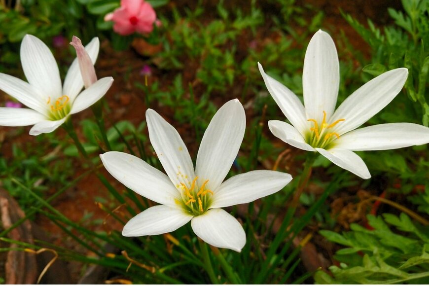 白い花を咲かせているゼフィランサス