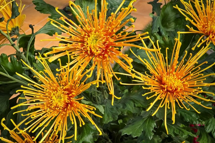 花びらが細長い、スパイダー咲きのポットマム。花の色はオレンジ