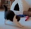 「いや歩きすぎだろ」遊んでいる猫の『珍しすぎる動き』に目を疑う