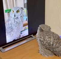 【自分が好きなフクロウ】テレビ画面に映る自分にうっとりするフクロウに爆笑！まさかの見つめ合いも...