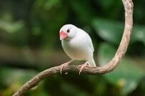【文鳥の最終手段】構ってほしそうな文鳥を構わなかった結果→予想外の「実力行使」に笑ってしまう