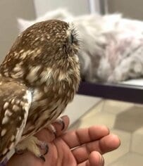 猫ちゃんに「寄り添ってて優しい」……病院で緊張する兄猫を〈見守るフクロウ〉の健気な姿に反響続々！