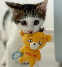子猫時代から大好きな“クマのぬいぐるみ”　4年後……まさかの光景にホッコリ
