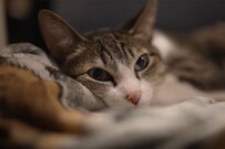 【猫が動くときはいつ？】夜の猫運動会！参加するかは猫次第…昼夜のかわいい猫ちゃんたち