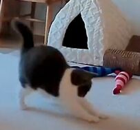 「いや歩きすぎだろ」遊んでいる猫の『珍しすぎる動き』に目を疑う