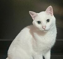「犬を吸ってる人間を見る目よ」 “目は口ほどに”を体現した猫の写真が笑っちゃう