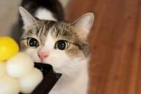 猫と一緒に「お月見」をしようとした飼い主　団子を見せた直後の展開に笑ってしまう