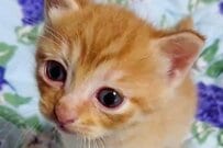 【見事な成長ぶり】可愛すぎる子猫の成長後→予想外の姿に思わず笑ってしまう