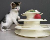 【前髪がある猫ちゃん】保護猫シェルターで出会った子猫の4年後…同じおもちゃで遊ぶ姿にホッコリ