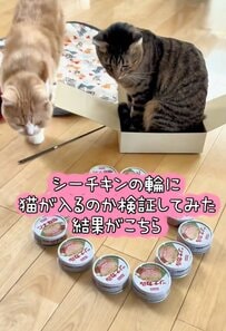 【どうして？】猫が〈ツナ缶の輪〉入るか検証すると→マイペースな行動に笑ってしまう