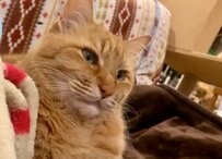 【ウトウト...】眠気とたたかう猫ちゃんの姿に思わずホッコリ「まったり平和な時間」