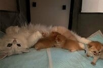 子猫を育てるママ猫　「ママの仕事」の合間にしている副業に思わずほっこり