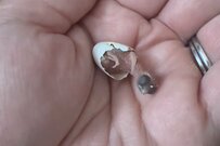 「親鳥が放置」した1羽のキンカチョウを育てる　「誕生から3週間後の姿」に思わず目を疑う