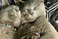 保護猫がくれた「最高な朝」が話題！ 