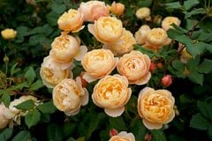 《栽培歴30年ガーデナーおすすめ》香り豊かなバラ5品種！冬が適期「大苗の植え付け方法」も解説