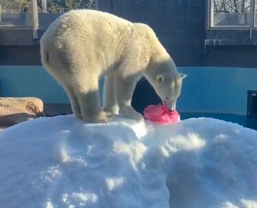 神戸市立王子動物園】「もう職人さんの粋に達した」天才