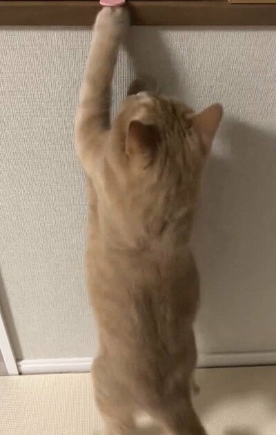 気合を入れて飛び掛かりました！