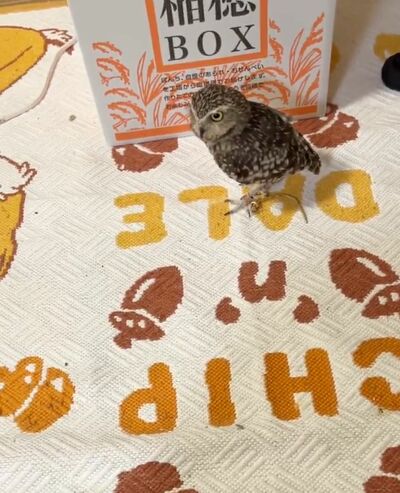 投稿動画のワンシーン