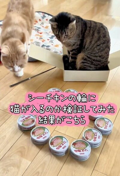 投稿の画像