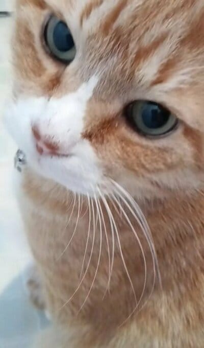 かわいいお目めで飼い主さんを見つめる