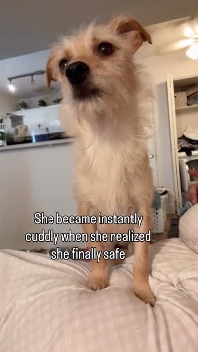 出所：<u><a href="https://www.instagram.com/p/Da8f3BLvm_-/" target="_blank">@lets.rescue.dogs</a></u>