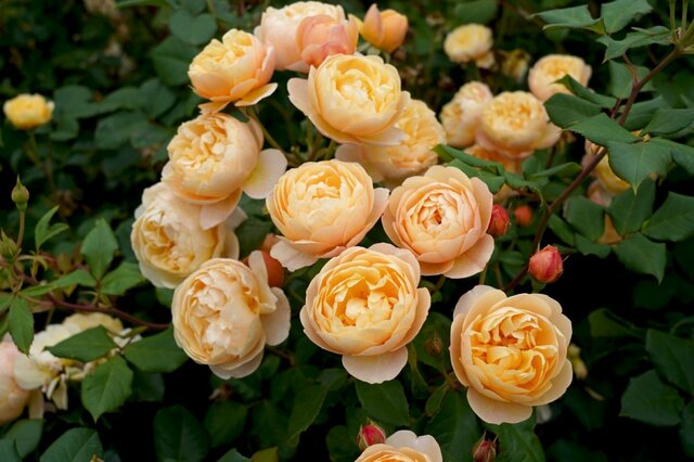 《栽培歴30年ガーデナーおすすめ》香り豊かなバラ5品種！冬が適期「大苗の植え付け方法」も解説
