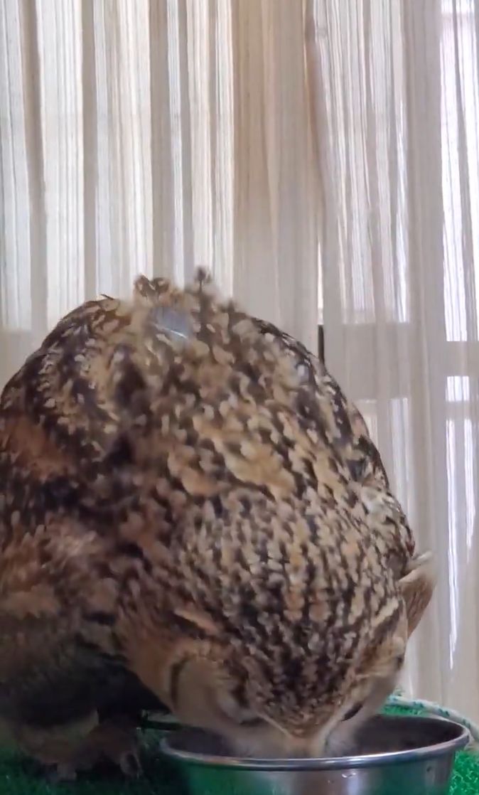 出所：@NORIKO_Rye