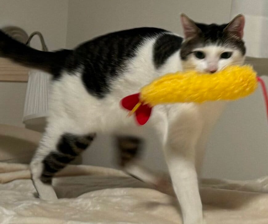 出所：@Saeroyi_cat