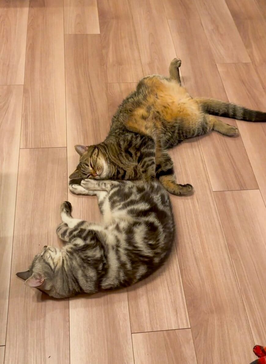 「くっついて寝たい弟と離れて寝たい兄」　寄り添って眠る猫と、離れて眠る猫の距離感がたまらない