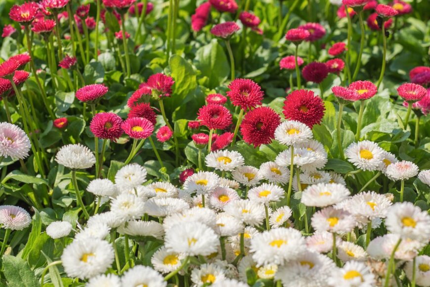 Damian Pawlos/shutterstock.com