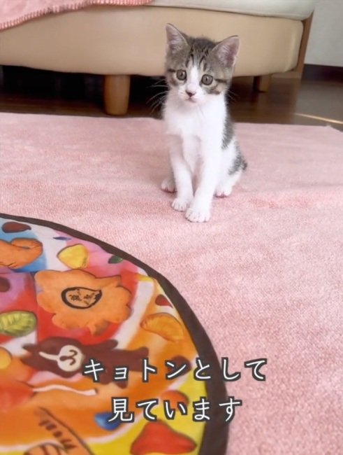 「羽はどこニャ？」回転するおもちゃを”キョトン顔”で見つめる子猫　平和でしかない光景に癒される人が続出