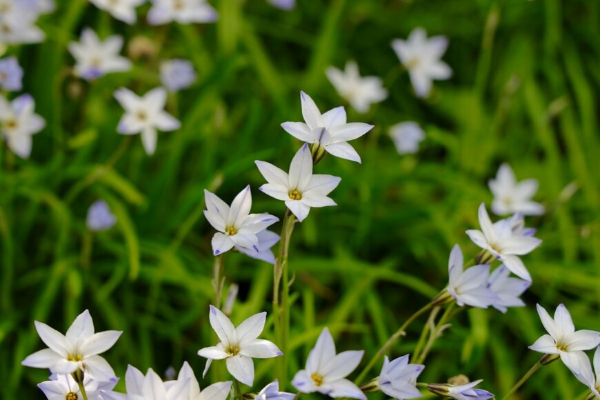 【ガーデニング】いまが植え付け適期《植えっぱなしOK》冬～早春に花咲く秋植え球根植物3選