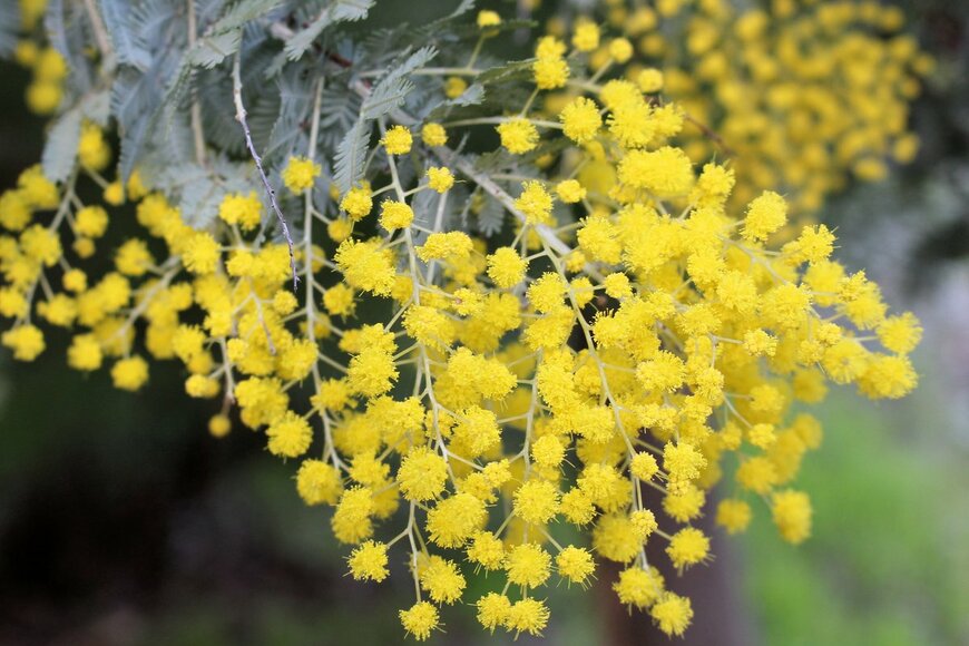 Wattlebird/Shutterstock.com